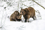 Brown Bears in the snow