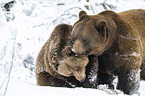 Brown Bears in the snow