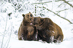 Brown Bears in the snow