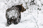 walking  Brown Bear