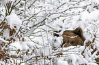 Brown Bear portrait