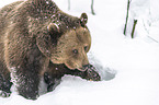 walking  Brown Bear