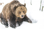 walking  Brown Bear