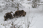 walking Brown Bears