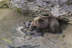 Brown Bears in the water