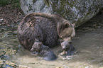 Brown Bears in the water