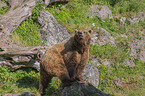 standing Brown Bear