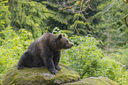 sitting Brown Bear