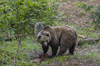 standing Brown Bear