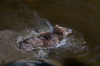brown bear in the water
