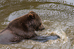 brown bear in the water