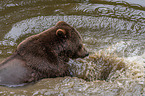 brown bear in the water