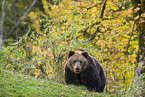 brown bear