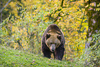 brown bear