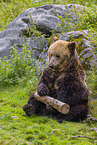 brown bear