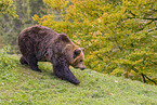 brown bear