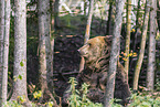 brown bear