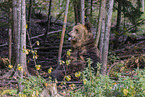 brown bear