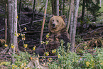 brown bear