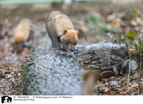 stehender Waldhund / standing Bush Dog / PW-06920