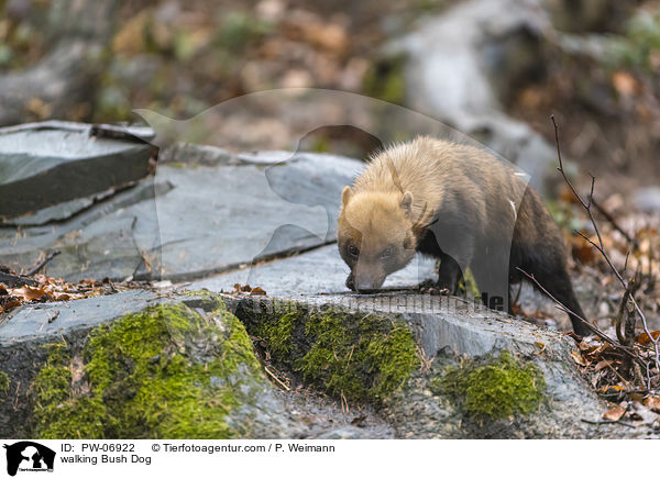 laufender Waldhund / walking Bush Dog / PW-06922