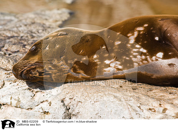 Kalifornischer Seelwe / California sea lion / MBS-02209