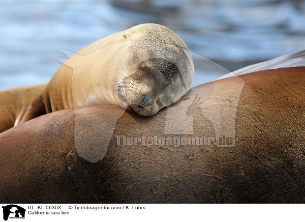 California sea lion / KL-06303
