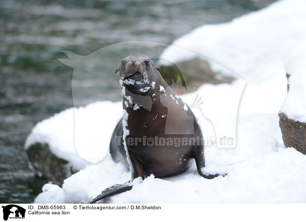 California sea lion / DMS-05963