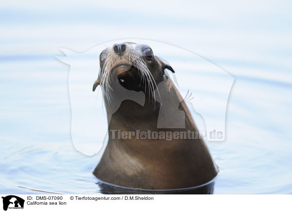 California sea lion / DMS-07090