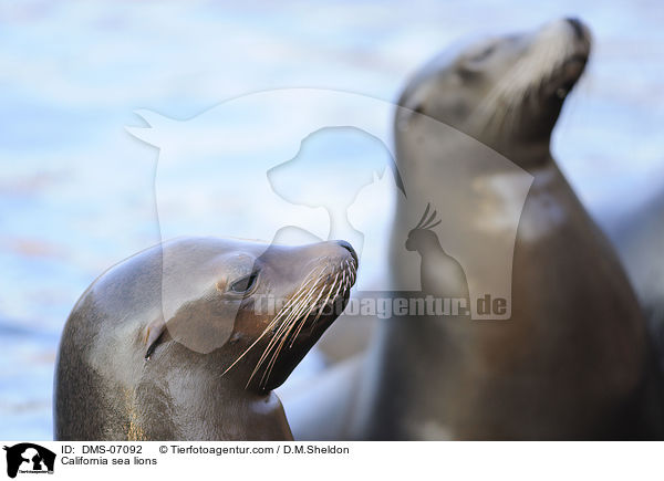 California sea lions / DMS-07092