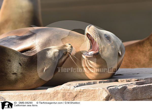 Kalifornische Seelwen / Californian sea lions / DMS-08290