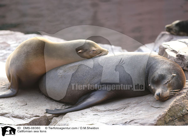 Kalifornische Seelwen / Californian sea lions / DMS-08360