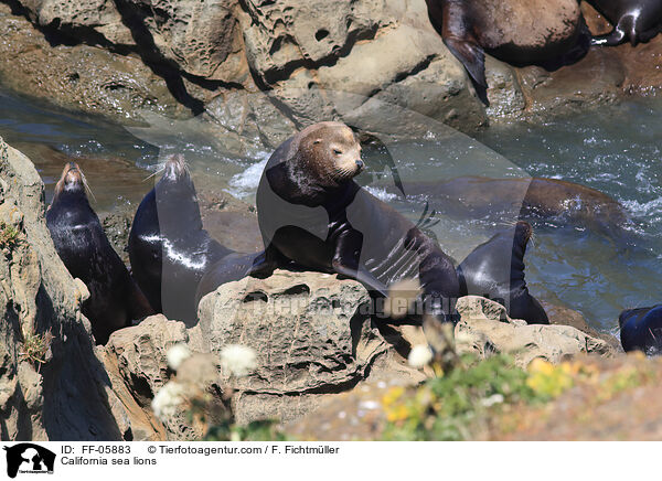 Kalifornische Seelwen / California sea lions / FF-05883