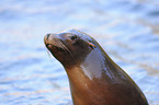 California sea lion