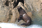 California sea lion