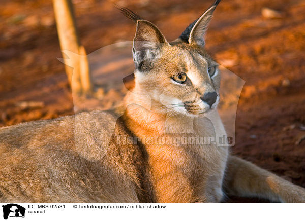 caracal / MBS-02531