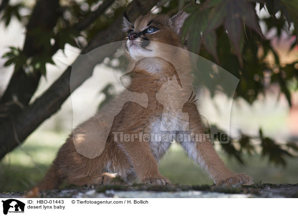 Karakal Baby / desert lynx baby / HBO-01443