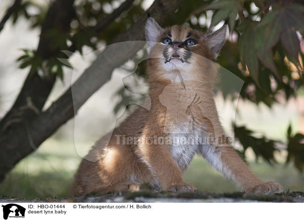 Karakal Baby / desert lynx baby / HBO-01444