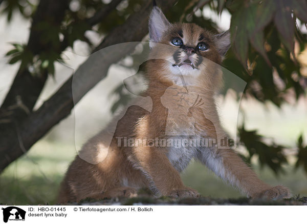 Karakal Baby / desert lynx baby / HBO-01445