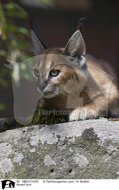 Karakal / desert lynx / HBO-01455