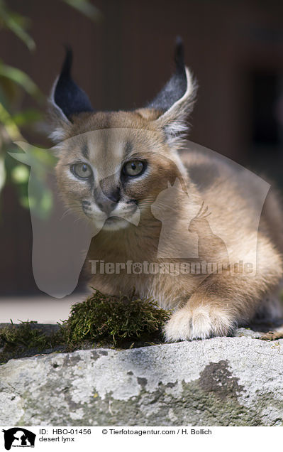 Karakal / desert lynx / HBO-01456