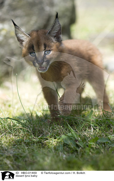 Karakal Baby / desert lynx baby / HBO-01469