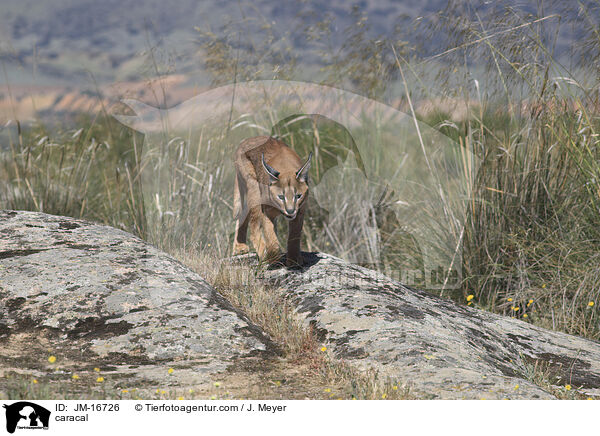 Karakal / caracal / JM-16726