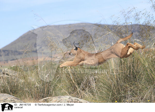 Karakal / caracal / JM-16735