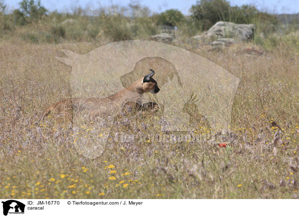 Karakal / caracal / JM-16770