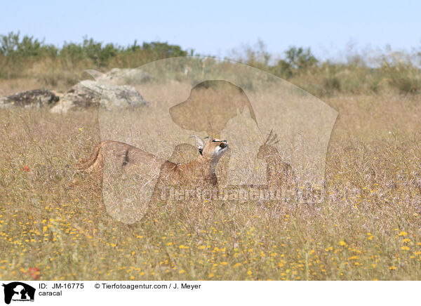 Karakal / caracal / JM-16775