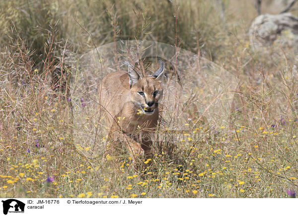 Karakal / caracal / JM-16776