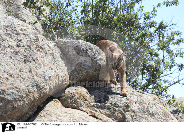 Karakal / caracal / JM-16782