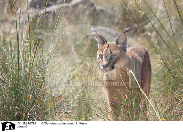 Karakal / caracal / JM-16788