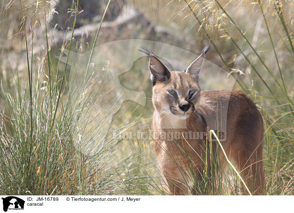 Karakal / caracal / JM-16789